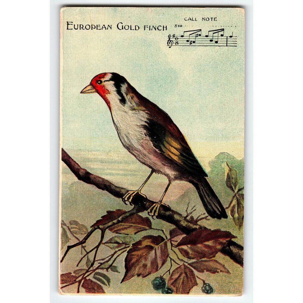 Vintage European Gold Finch Bird Lithograph Postcard with Call Note
